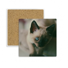 动物蓝色眼睛猫咪摄影 方形陶瓷杯垫水杯隔热垫2片装礼品礼物