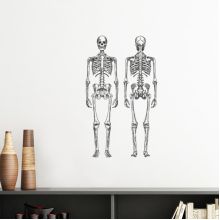 人体插画结构骨骼 墙贴壁纸房间贴花